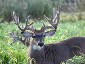 Sampson's Ridge Hunting Illinois Whitetail Deer Hunts | Trophy Deer Hunts in Illinois