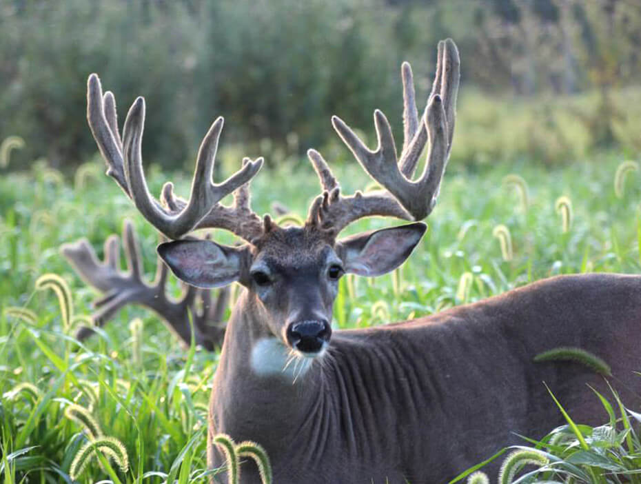 a large male deer sitting in the grass
