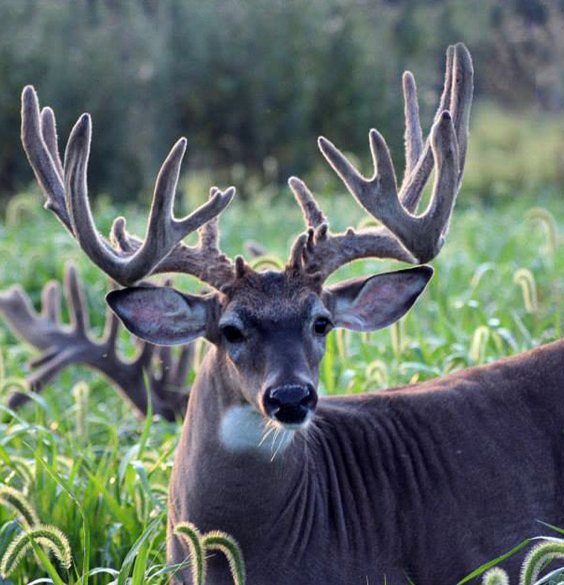 a large male deer sitting in the grass